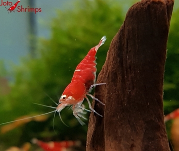 Super Crystal Red